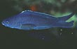 Blue Assessor Basslet Fish